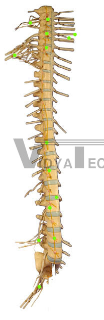 Spinal Cord Model II